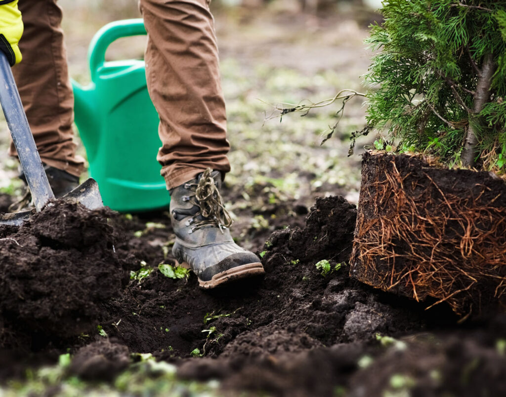 Close-up of a person digging a hole with the soon-to-be-planted shrub next to it